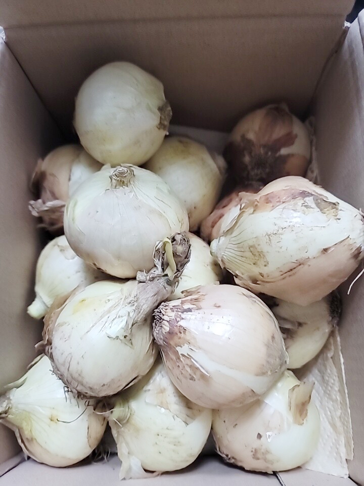 양파 25년산 국내산 단단한 햇양파 일반양파 조생양파 3kg 5kg