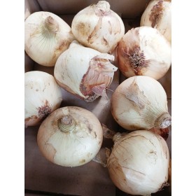 양파 25년산 국내산 단단한 햇양파 일반양파 조생양파 3kg 5kg