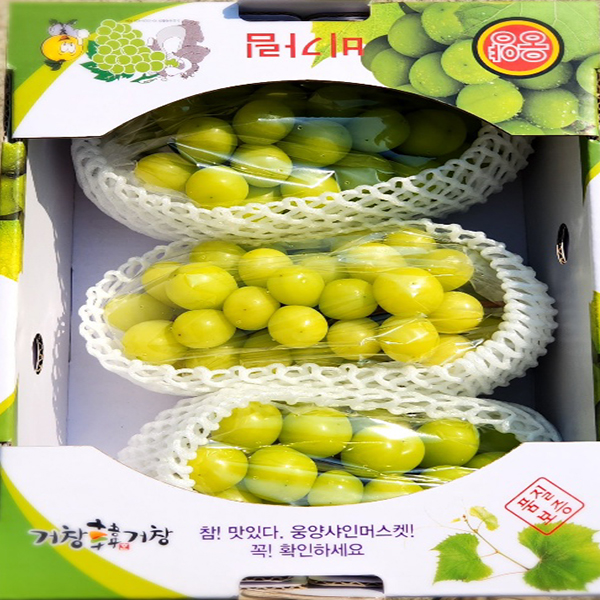 프리미엄 샤인머스켓 고당도 명절 추석 선물세트 2kg 4kg 산지 직송 가정용 수출용