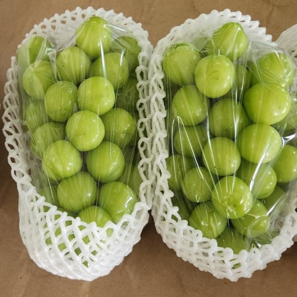 프리미엄 샤인머스켓 고당도 명절 추석 선물세트 2kg 4kg 산지 직송 가정용 수출용