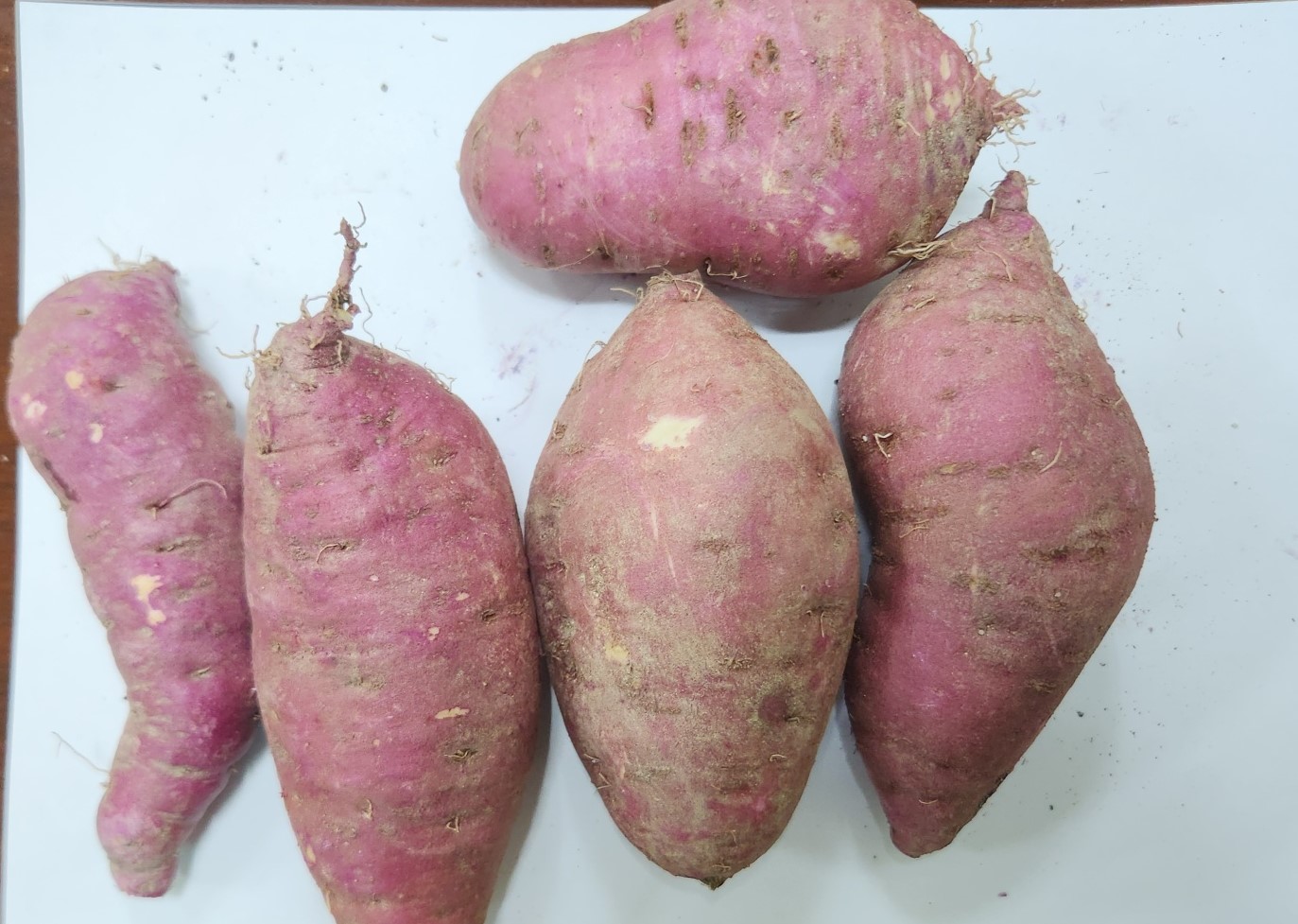 24년 햇 밤 고구마 소,중,대 사이즈 5kg 10kg