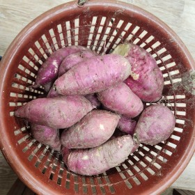 24년 햇 밤 고구마 소,중,대 사이즈 5kg 10kg