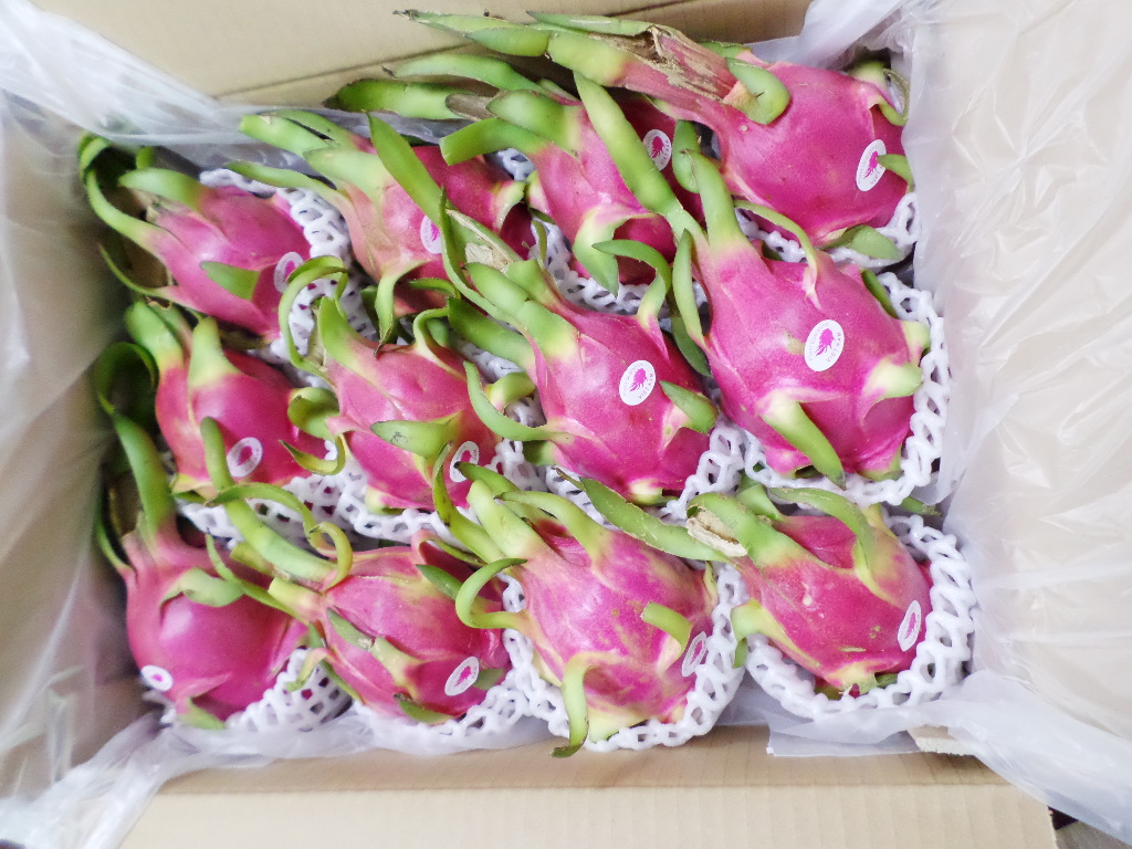 베트남 직수입 용과 백용과 5kg